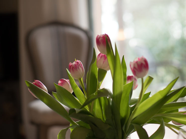 Spring Tulips in the sparkling Provencal sunlight.